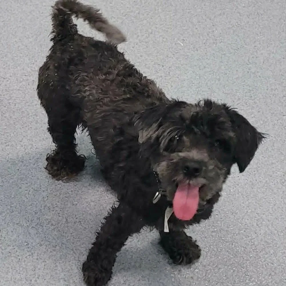 a small black poddle schnauzer mix