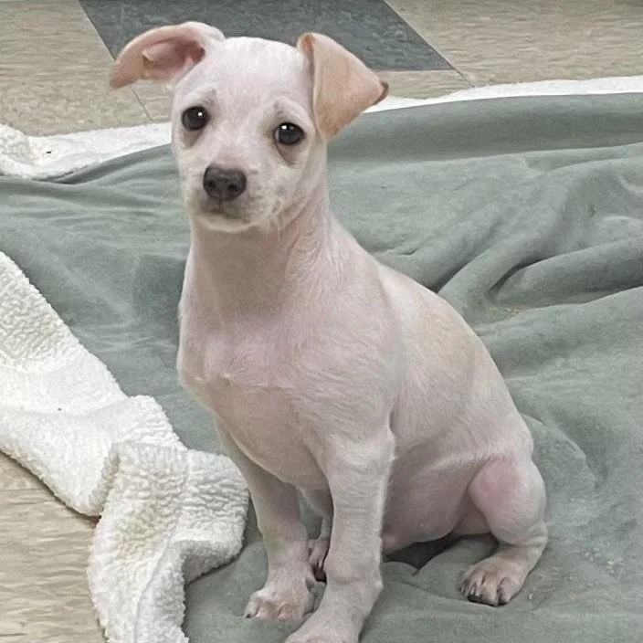 a little white chihuahua puppy