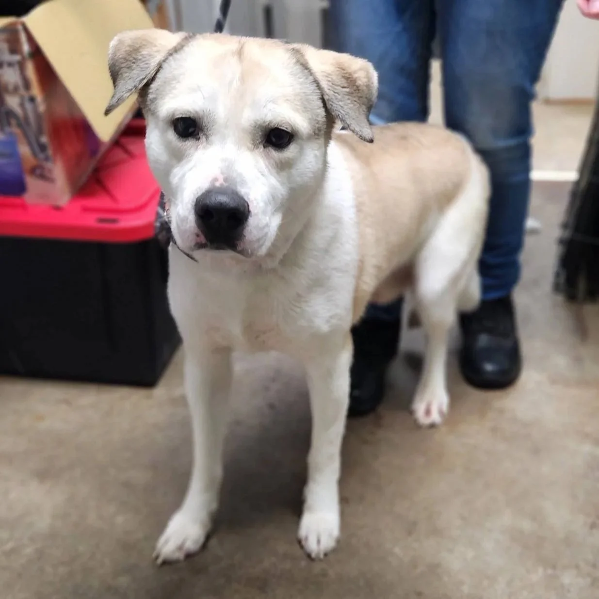 light brown and white pitsky