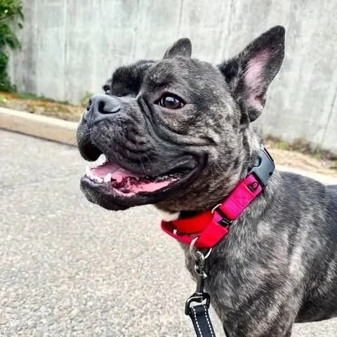 a black and brown frenchie on a red collar