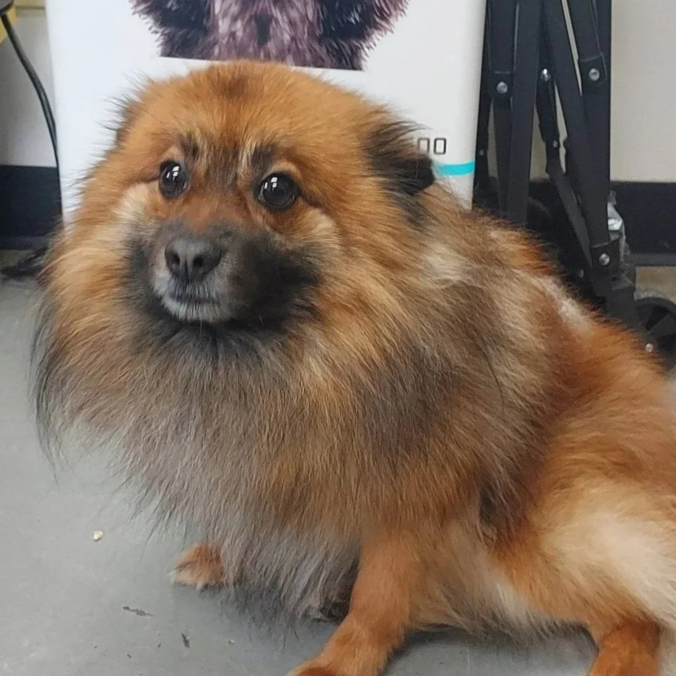 very fluffy brown and black pomeranian  mix