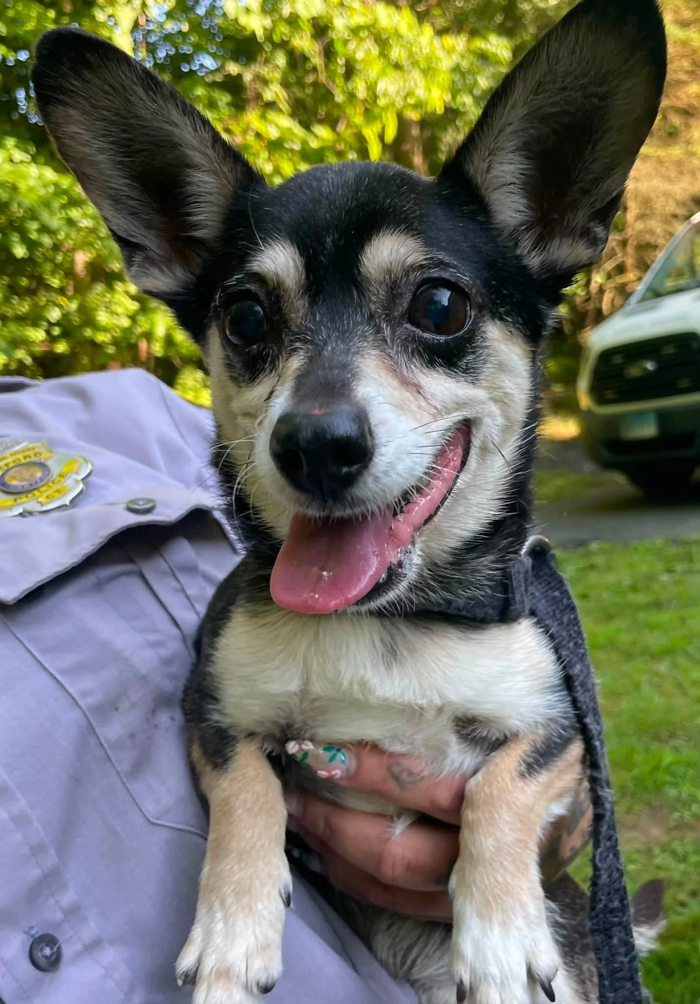 a big eared buff and black chihuahua mix being held