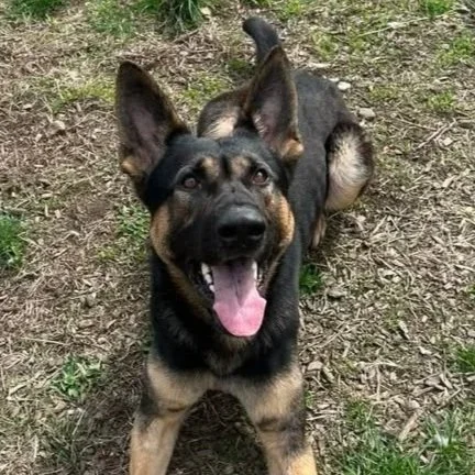 German shepherd lays on the ground looking up