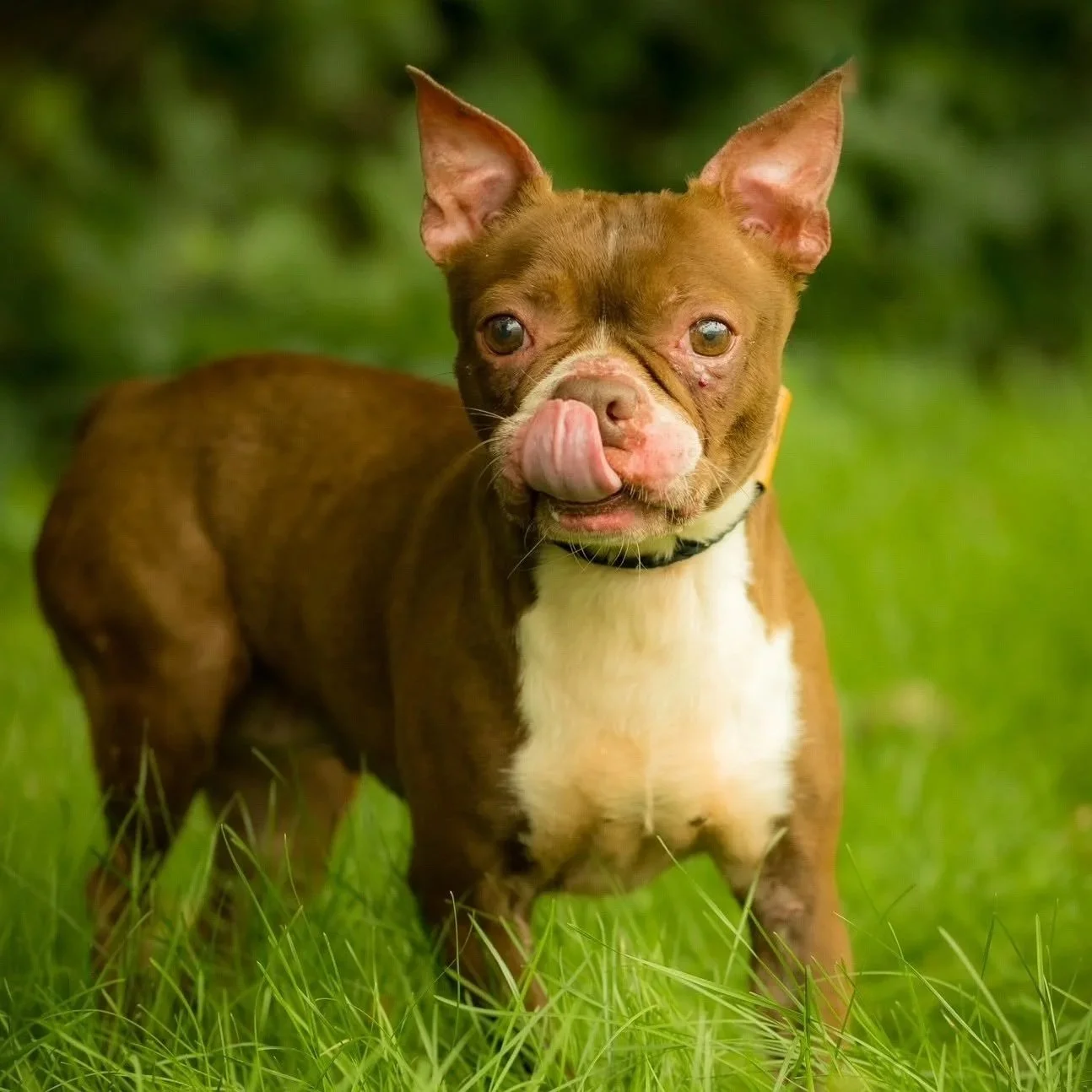 a small white and brown boston terrier mix