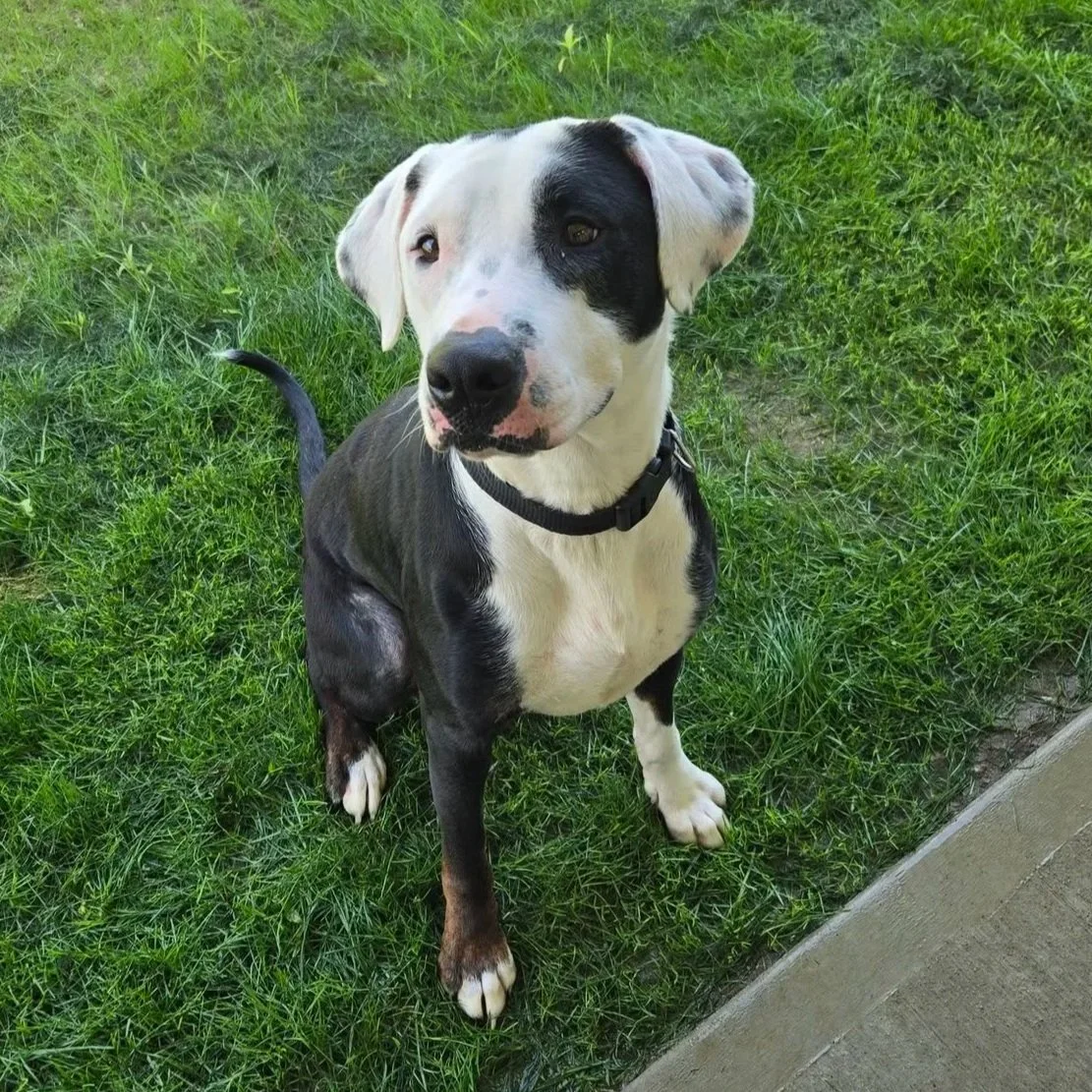 a white and black dog with a black eye patch sits on the grass