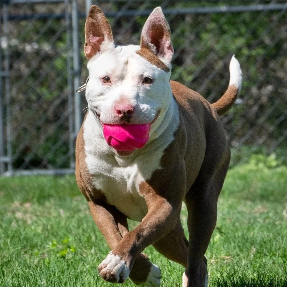 a brown and white pittie running with a red ball in their mouth