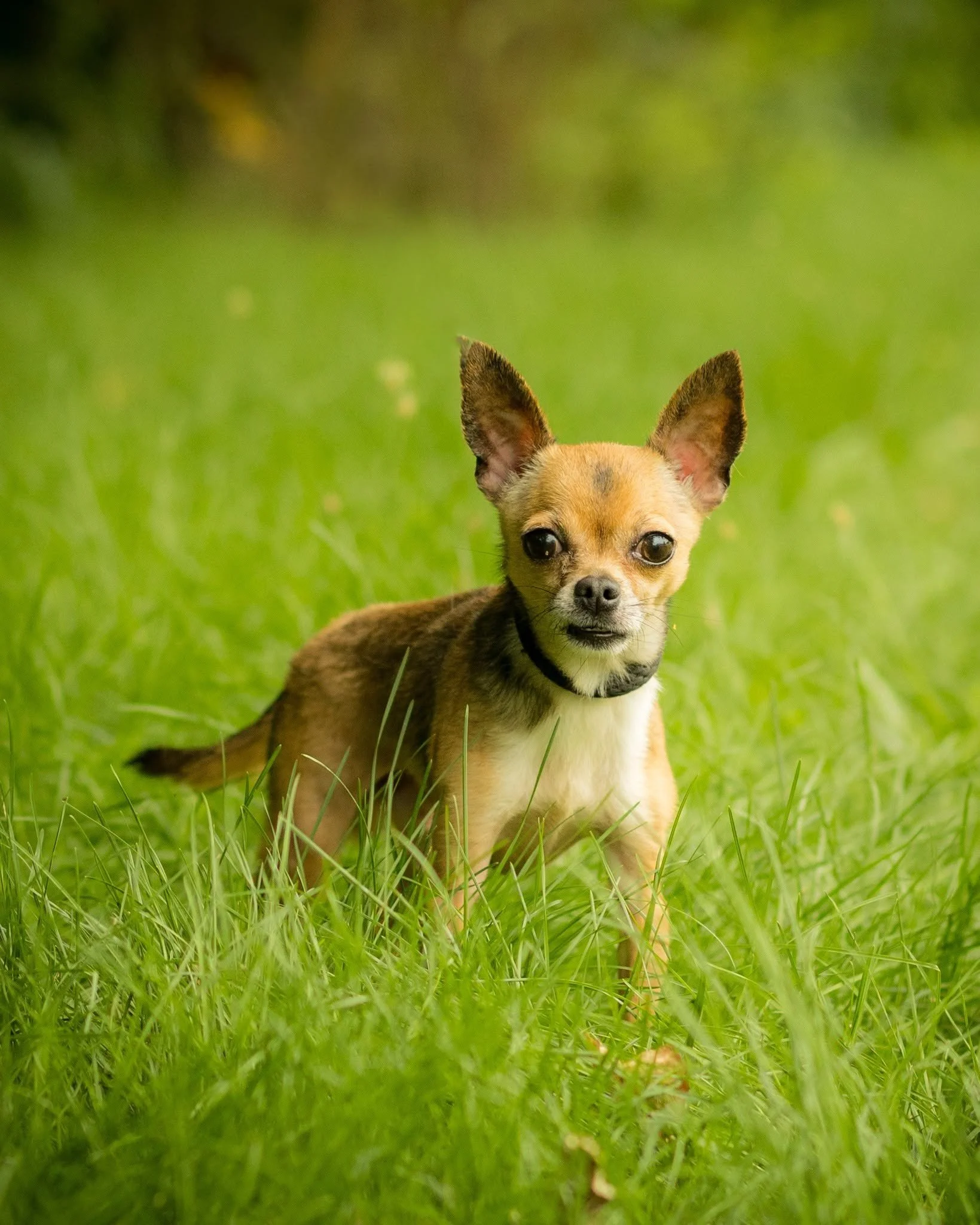 a small brown chihuahua with big ears in the grass