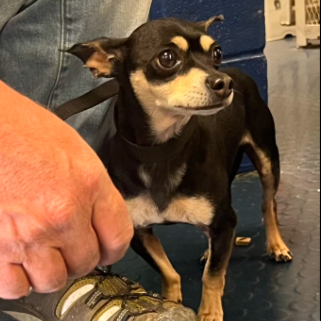 small black and tan chihuaha