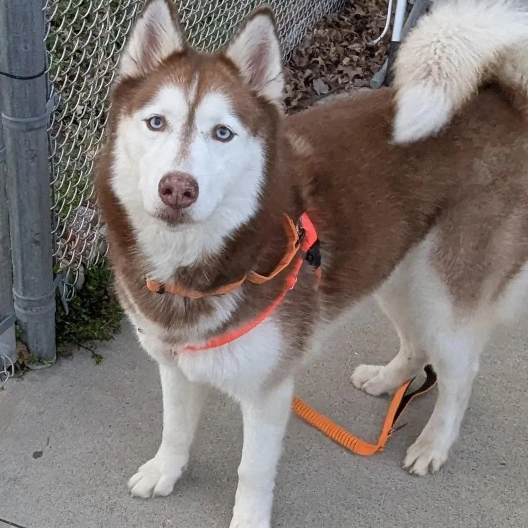 Brown and white husky wearing an orange harness stands outside