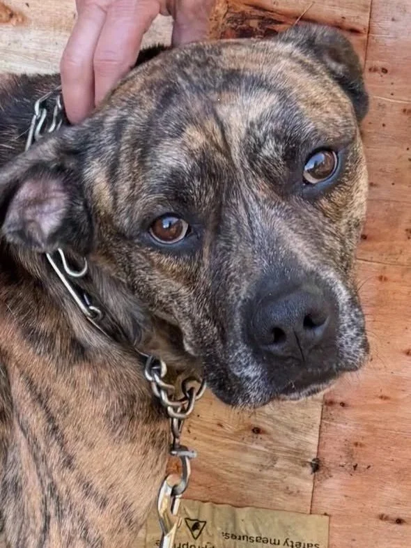 brindle dog facing the camera with a chain collar