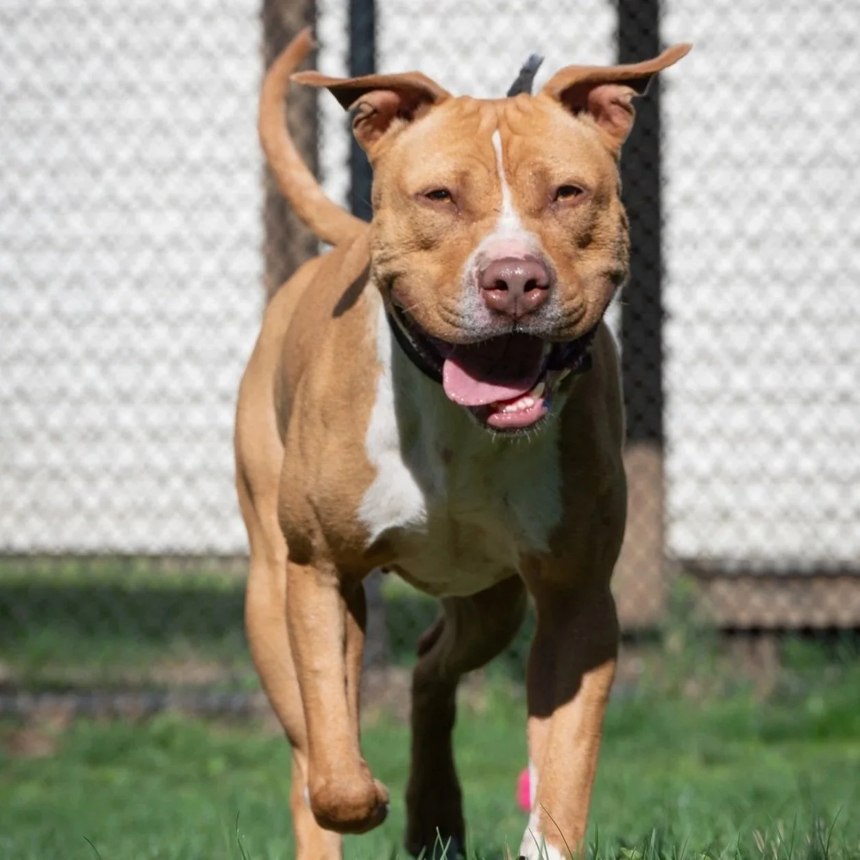 brown and white happy bully mix running