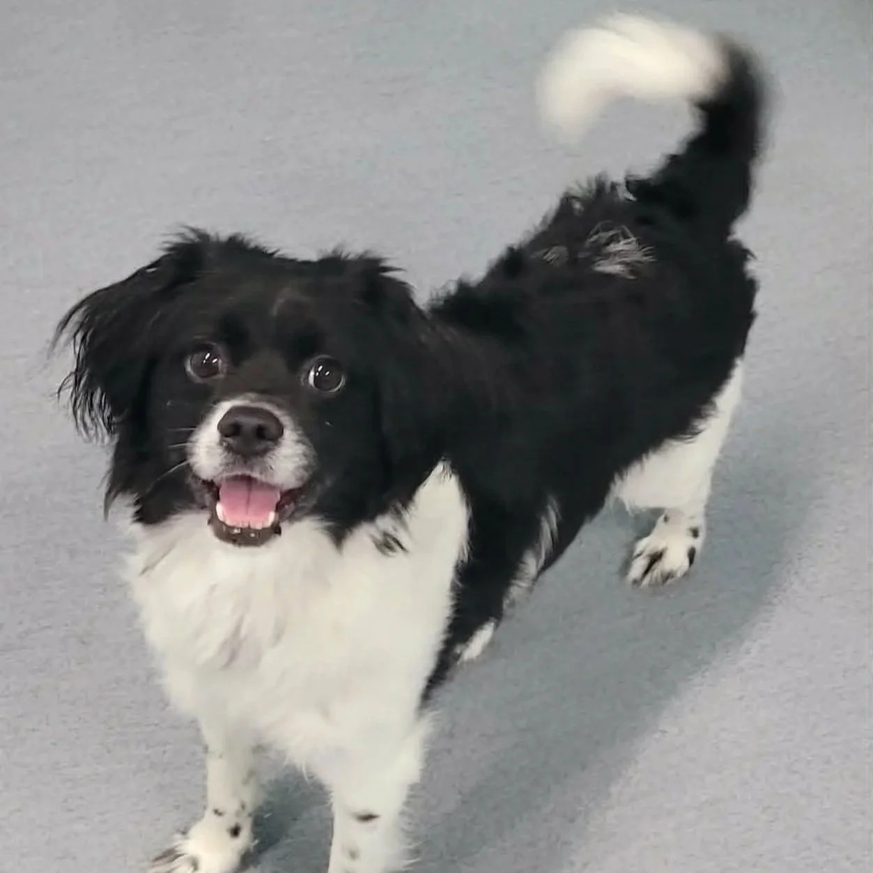 small black and white fluffy dog