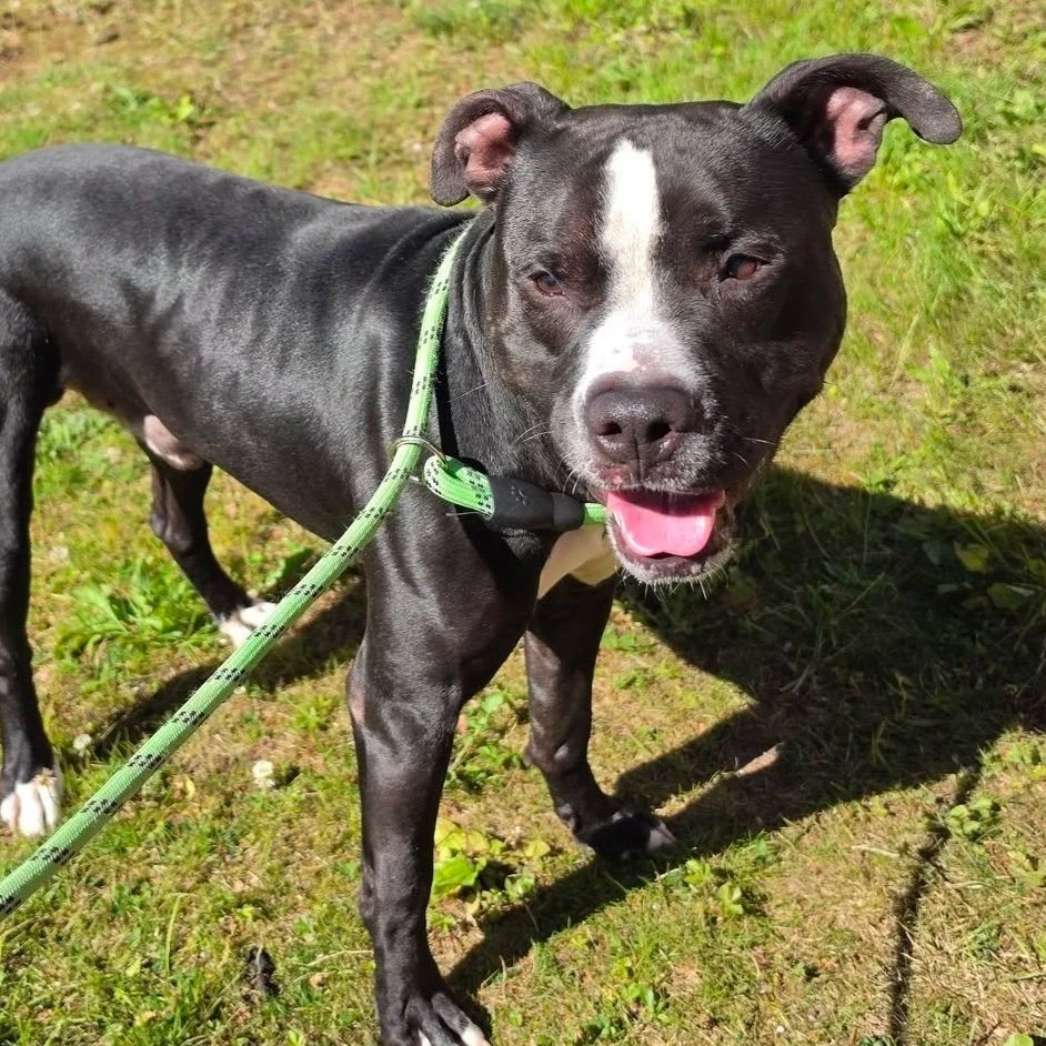 a black and white dog