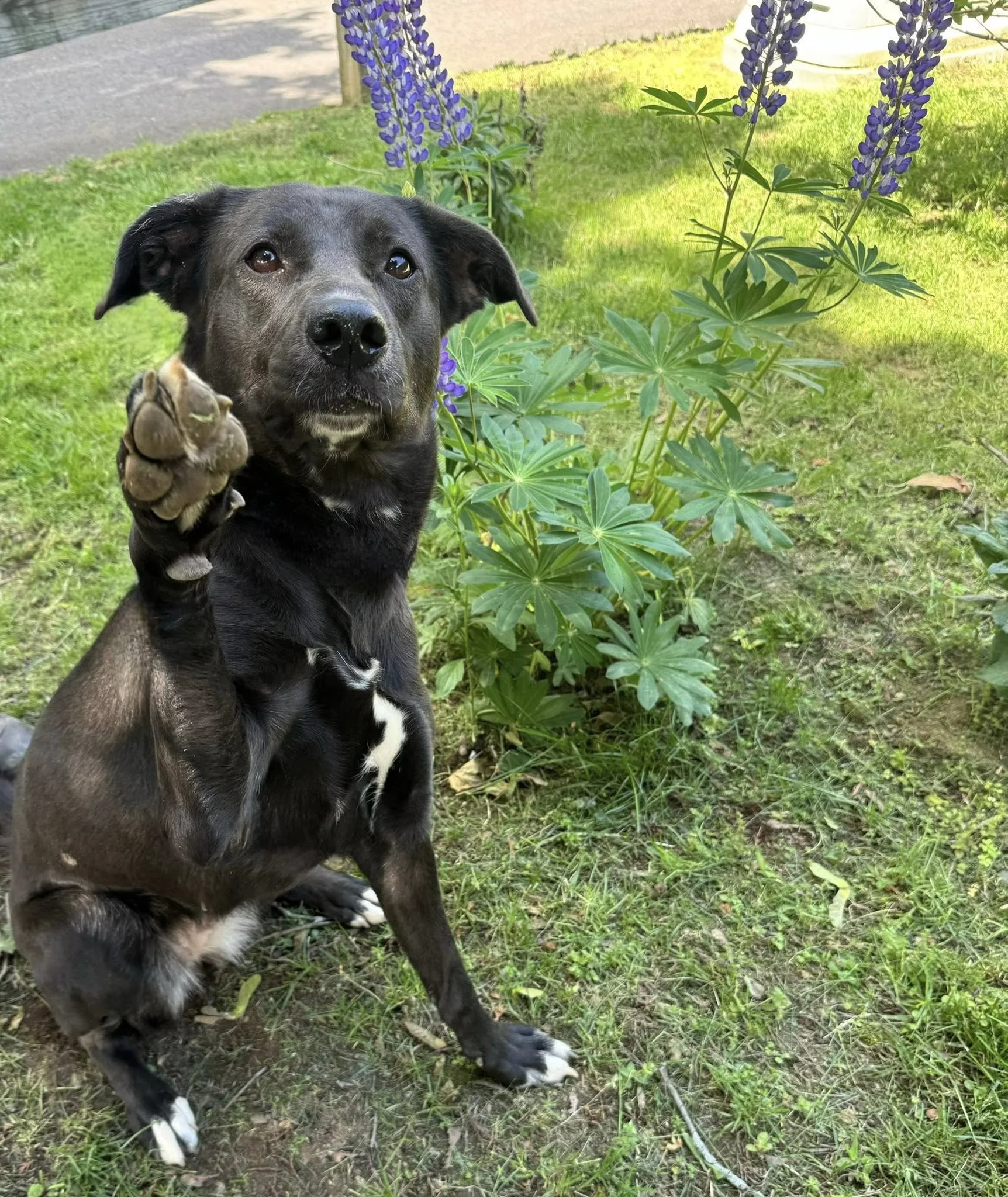 a black and white lab mix raises its paw