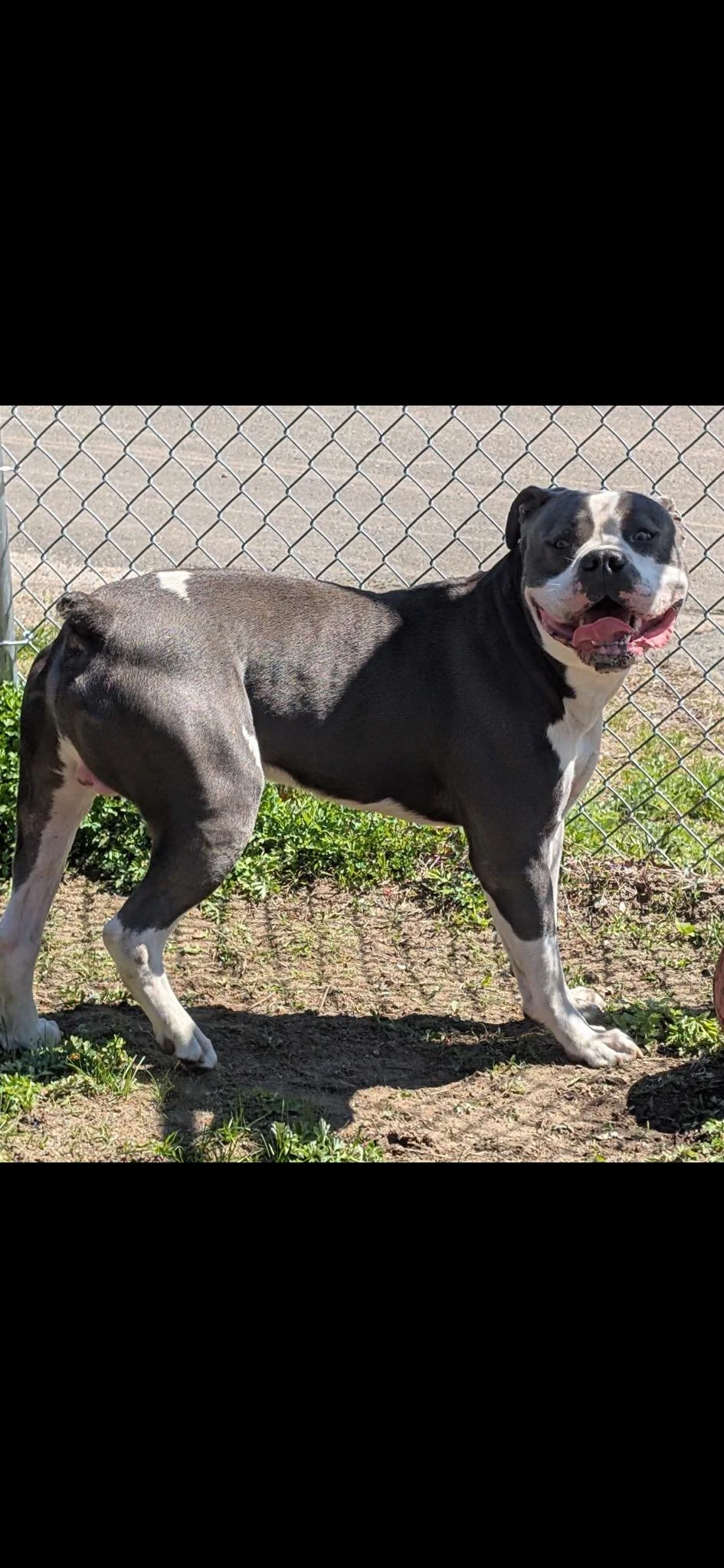 large gray and white cane corso