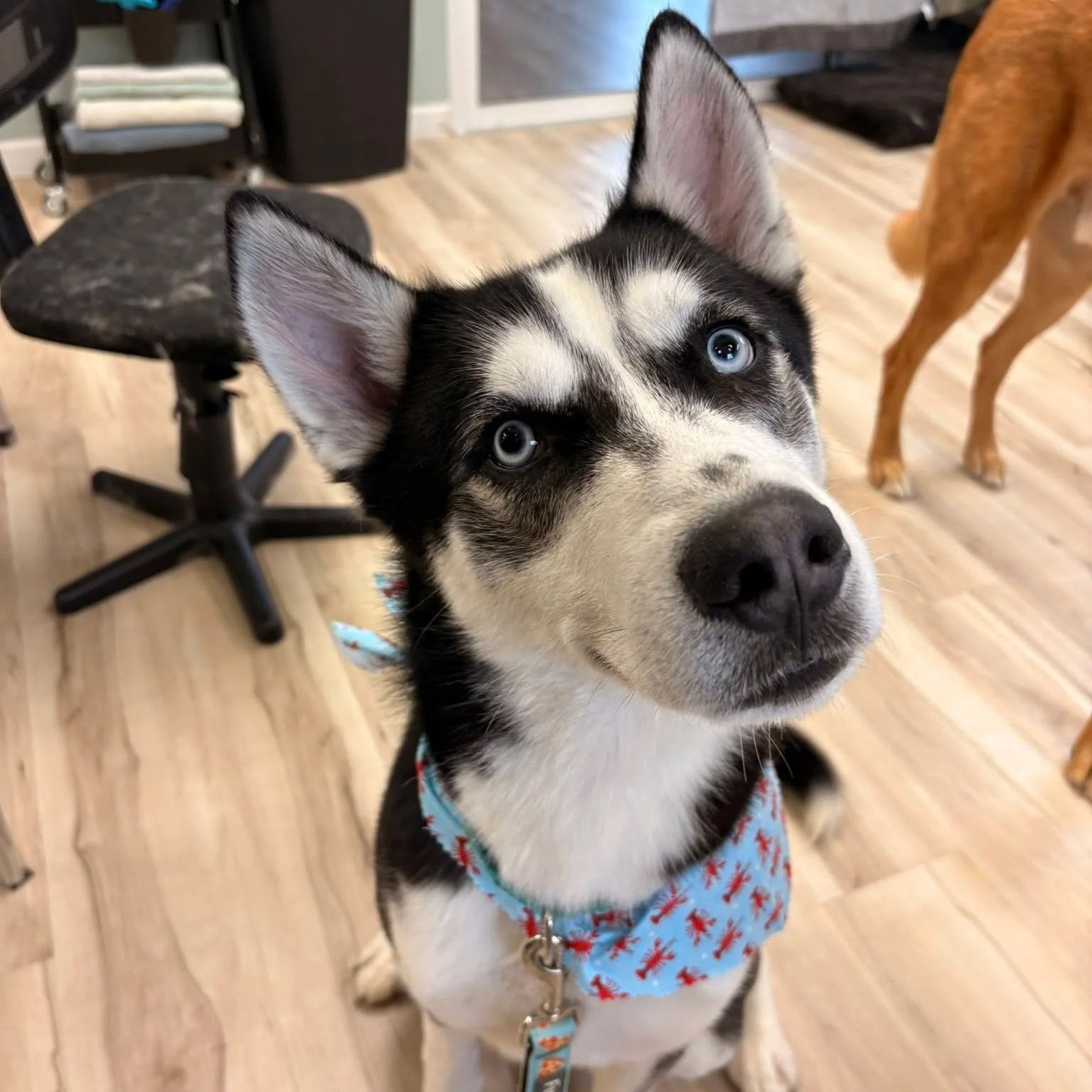 a husky in a blue and red bandana tilts his head