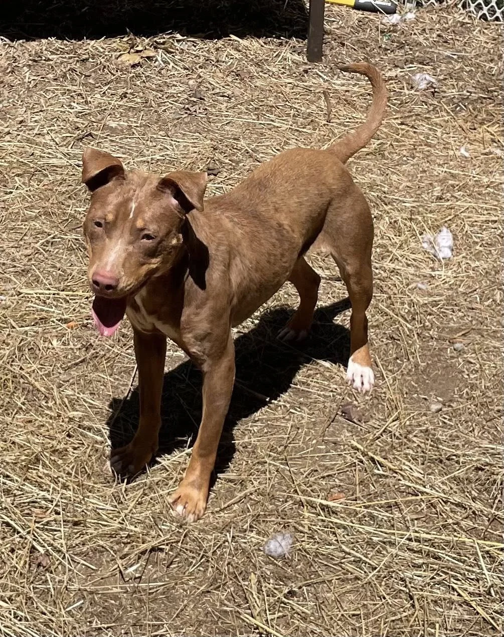 a small brown pit lab mix with a white back paw and curled tail