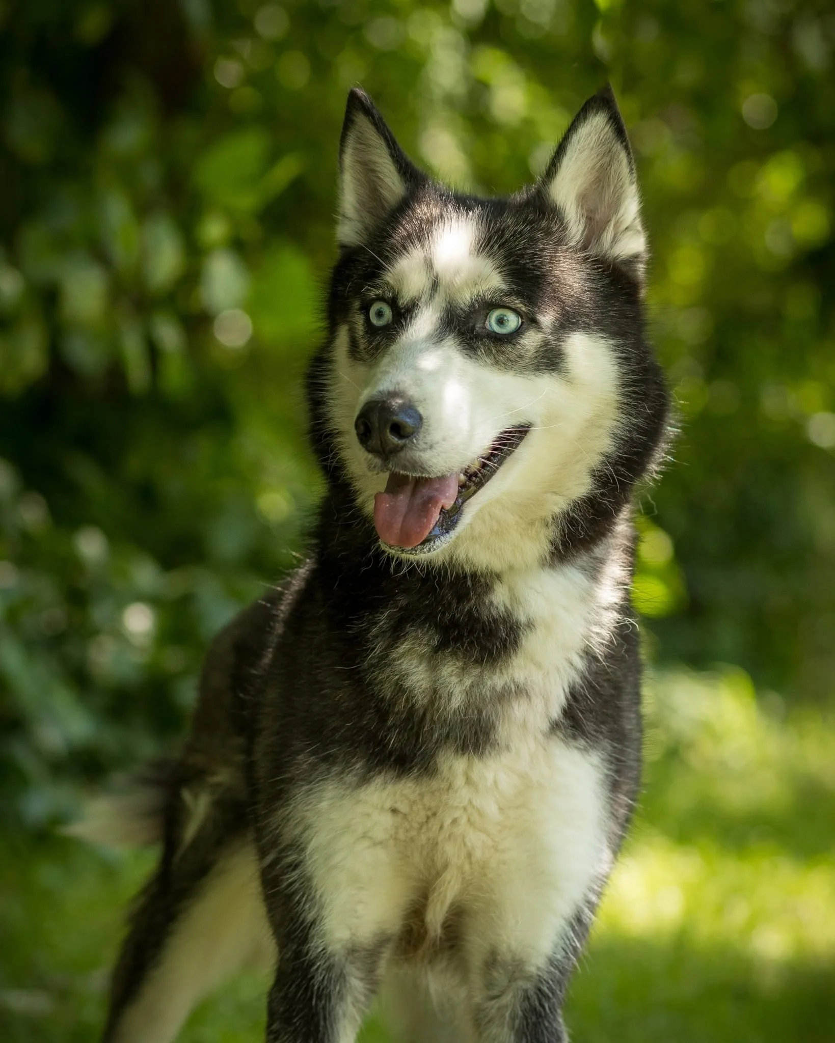 husky