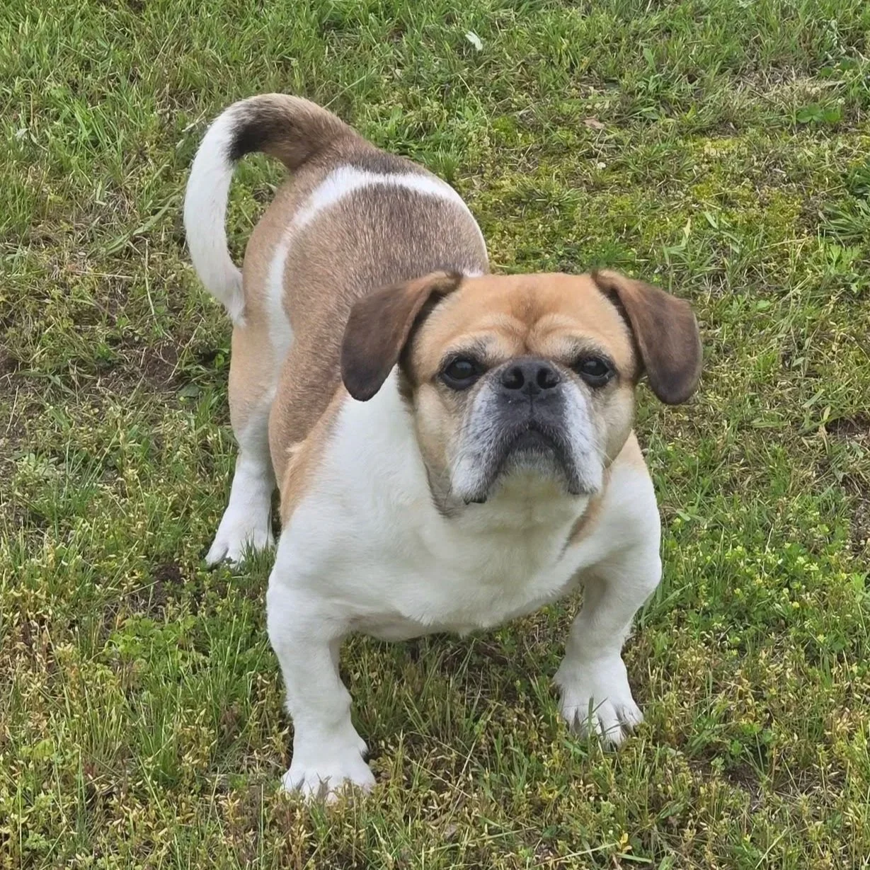 white and brown short stocky dog