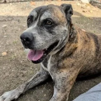 a grey senior with a black brown and white mottled coat