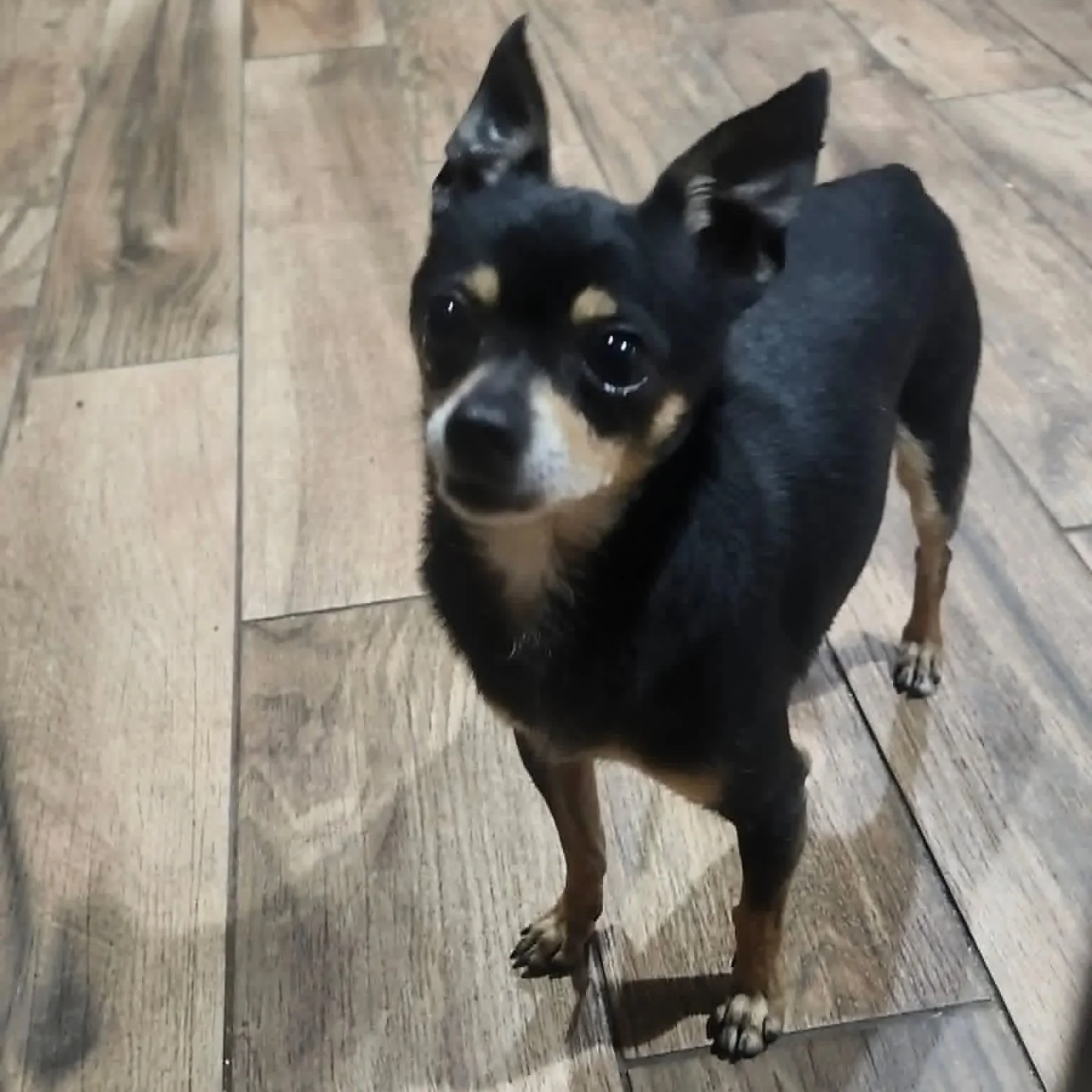 A black and tan Chihuahua standing on a wooden floor, looking up at the camera with large, dark eyes.