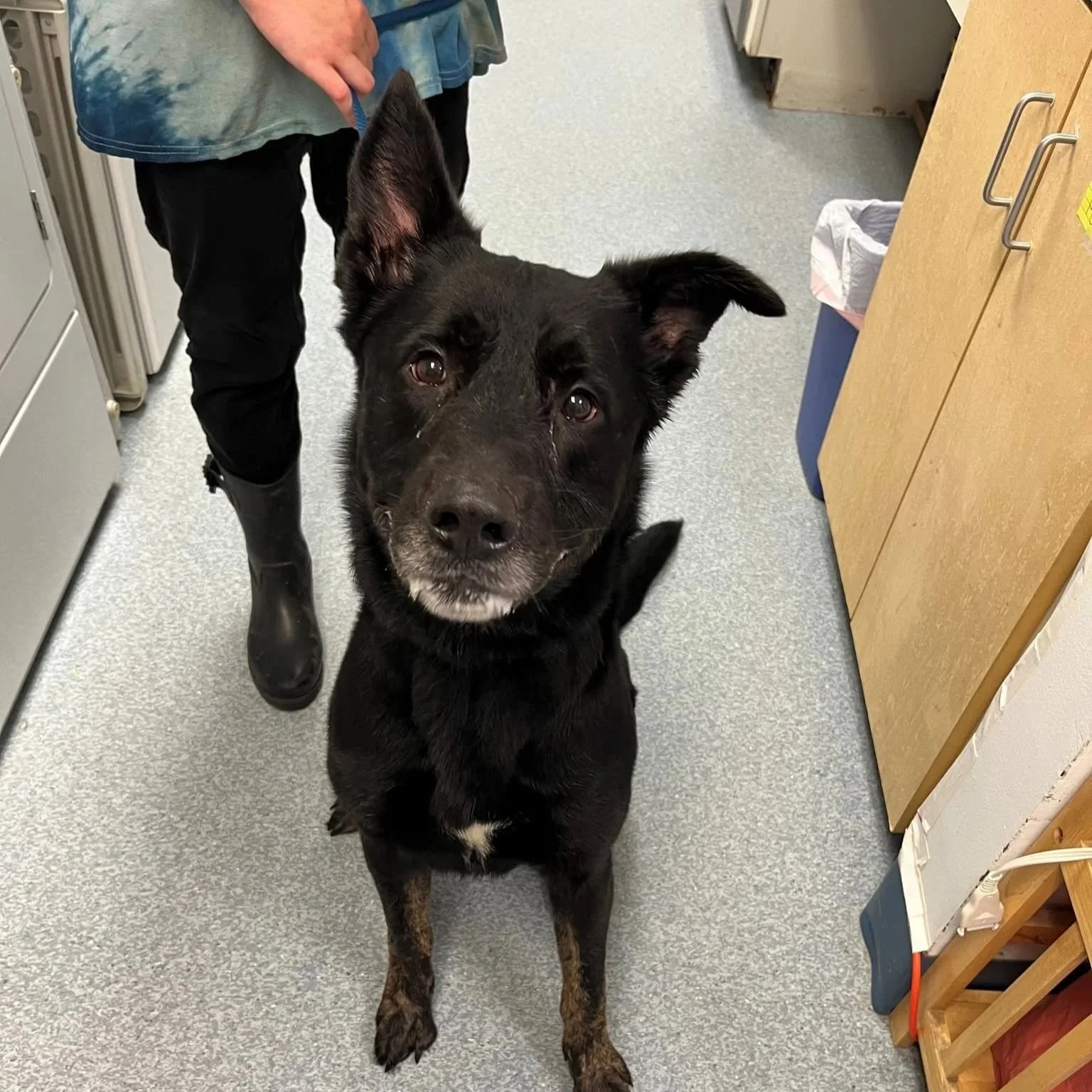 Black dog with gray muzzle
