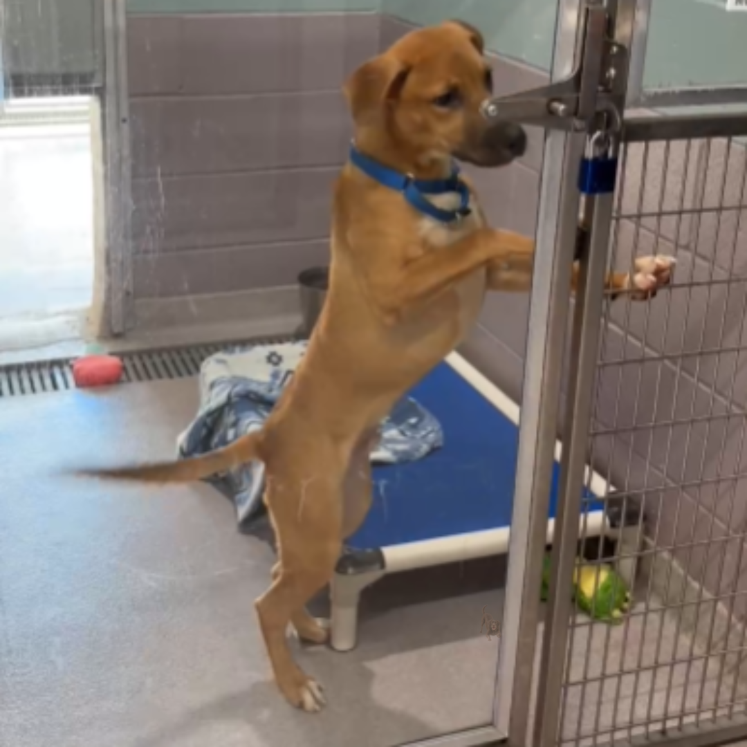 a brown puppy stands on his hind legs at the kennel door