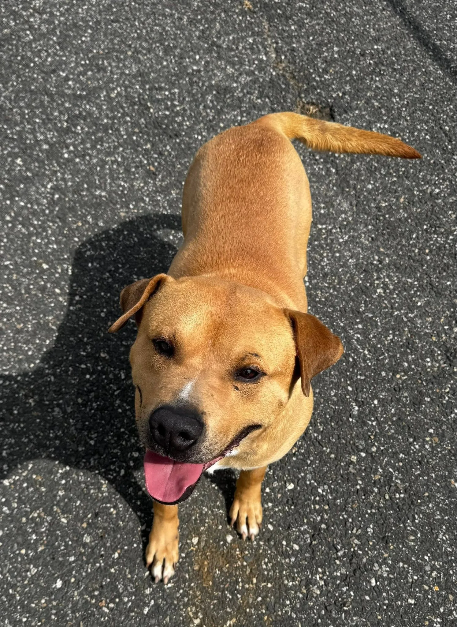 a tan catahoula taken from above