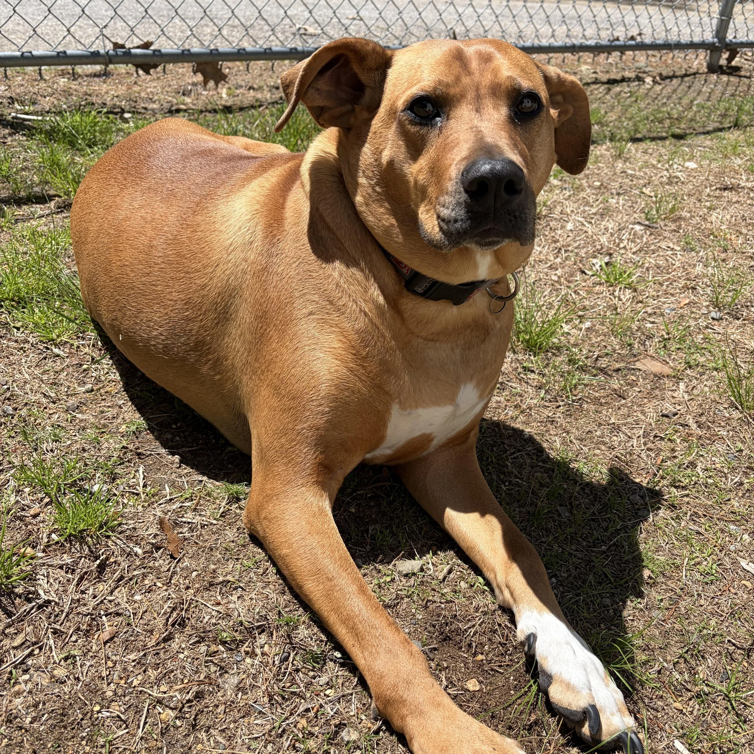 a large reddish brown dog with white feet lays on the ground