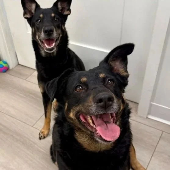 Two black and brown dogs sitting