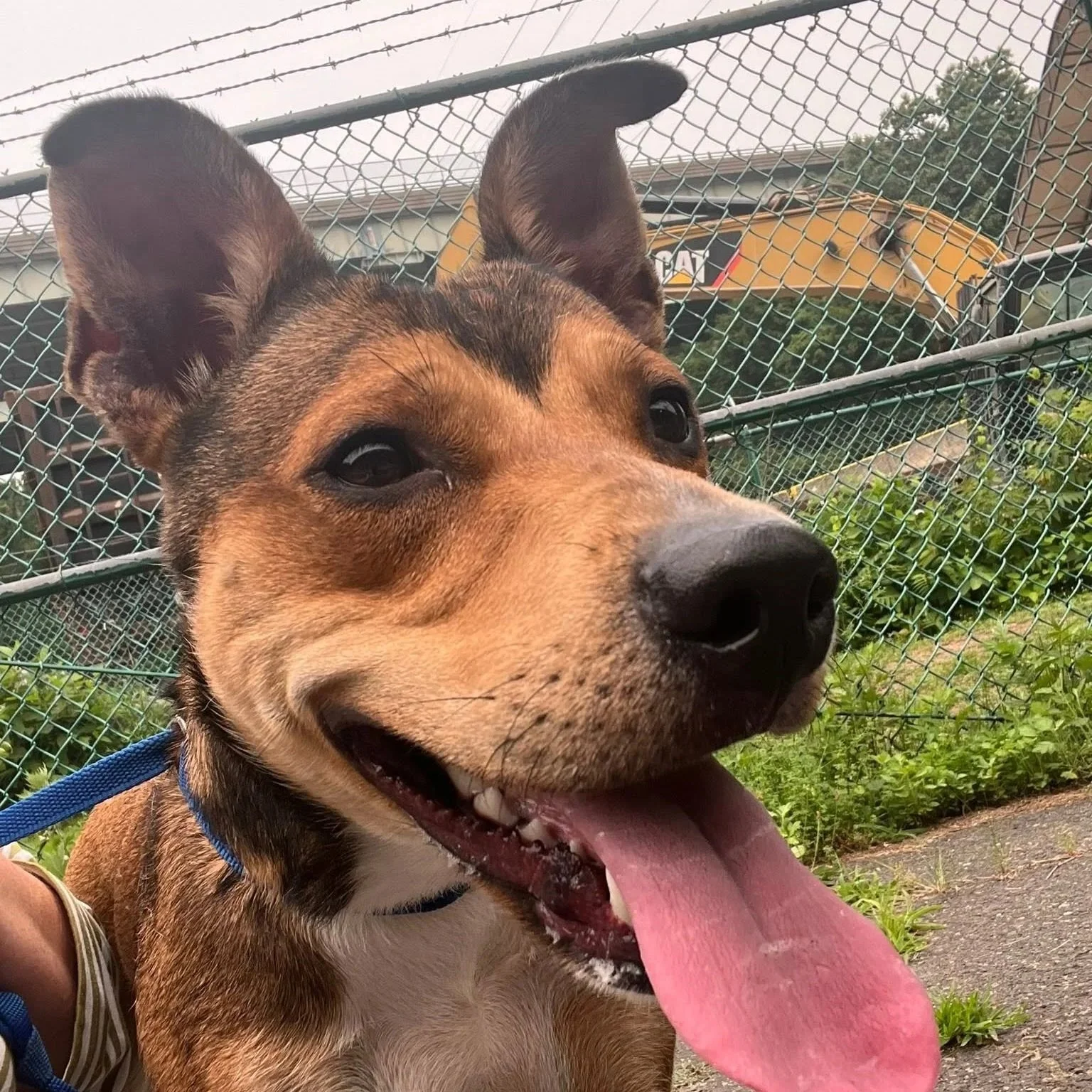 a brown and dark brown dog with big ears