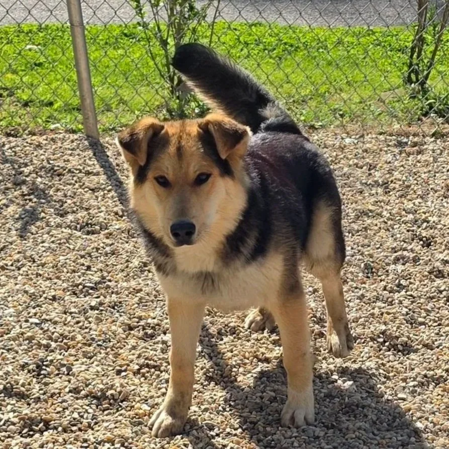 a fluffy light brown and black dog looks ready to pounce in play