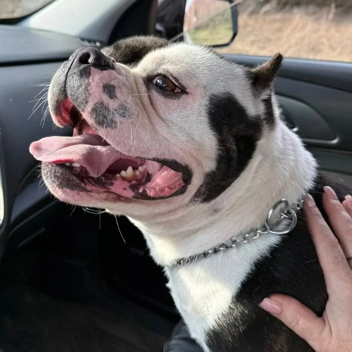 a beefy black and white dog sits in a car