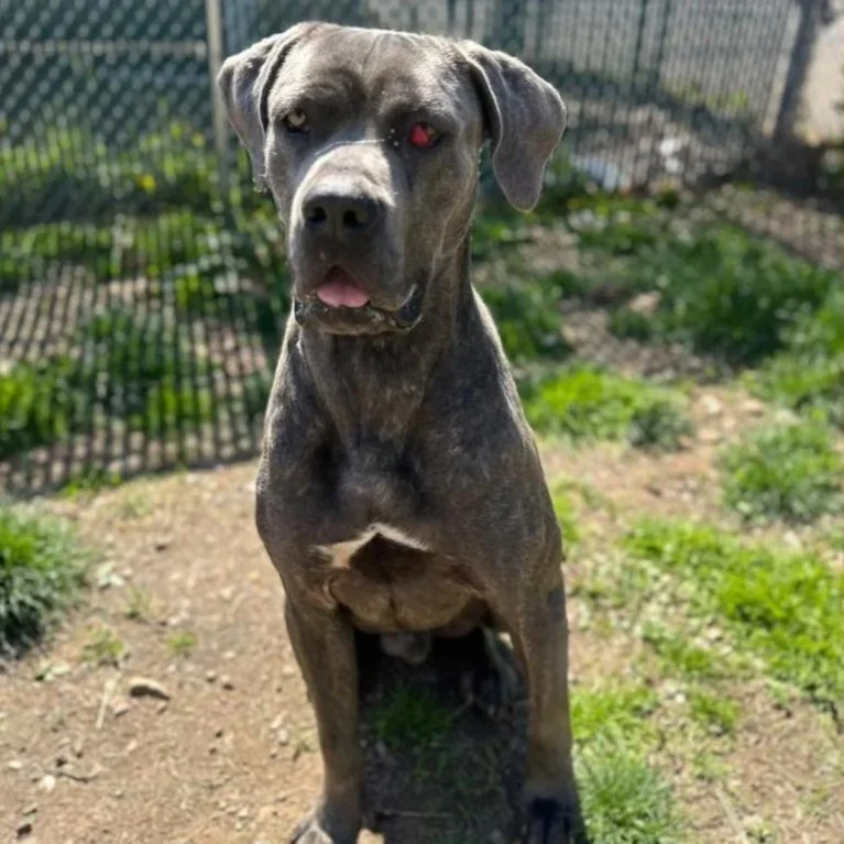a gray cane corso sits outside and has a cherry eye