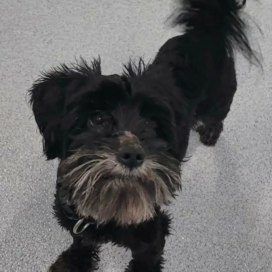a black and gray schnoodle