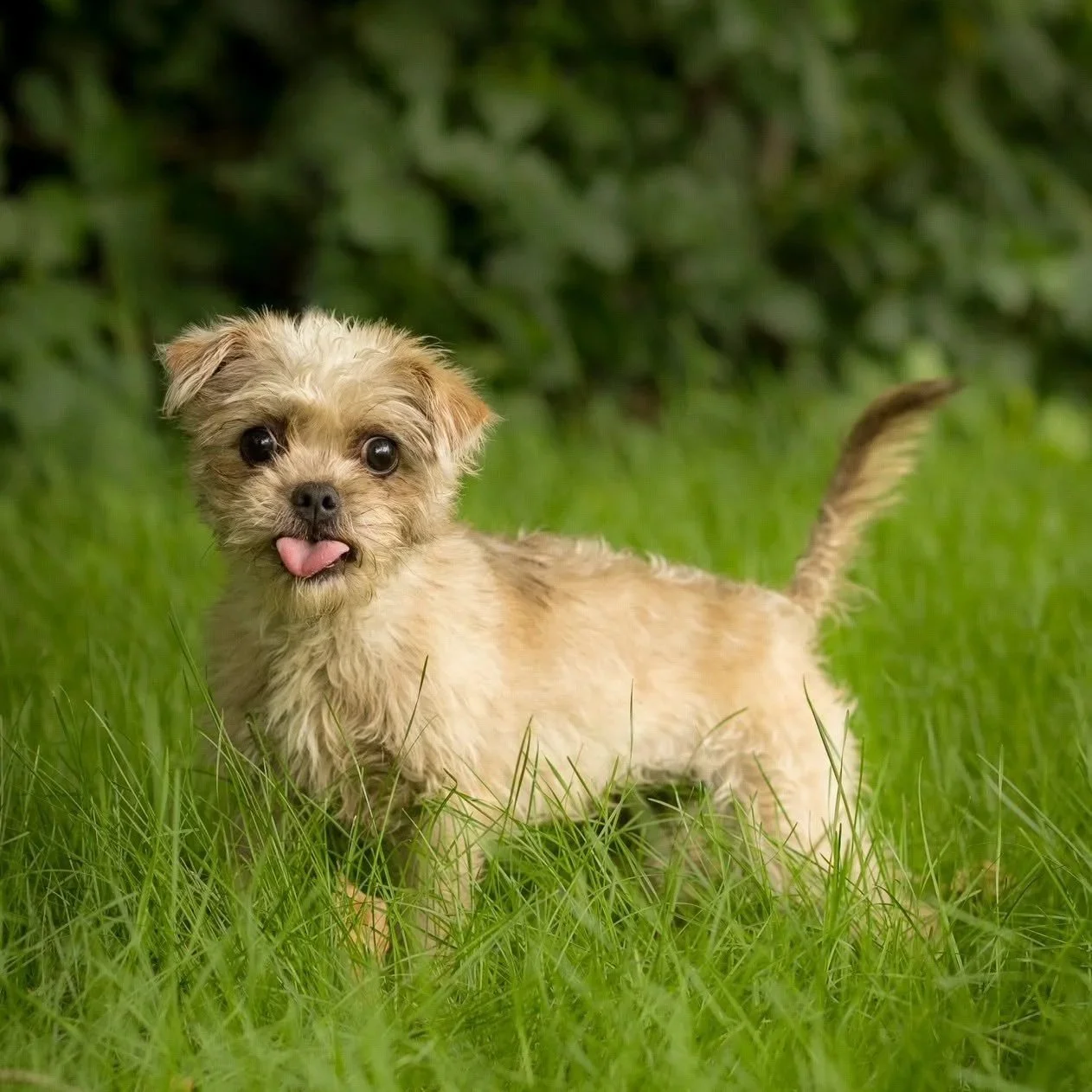 a small buff terrier in the grass