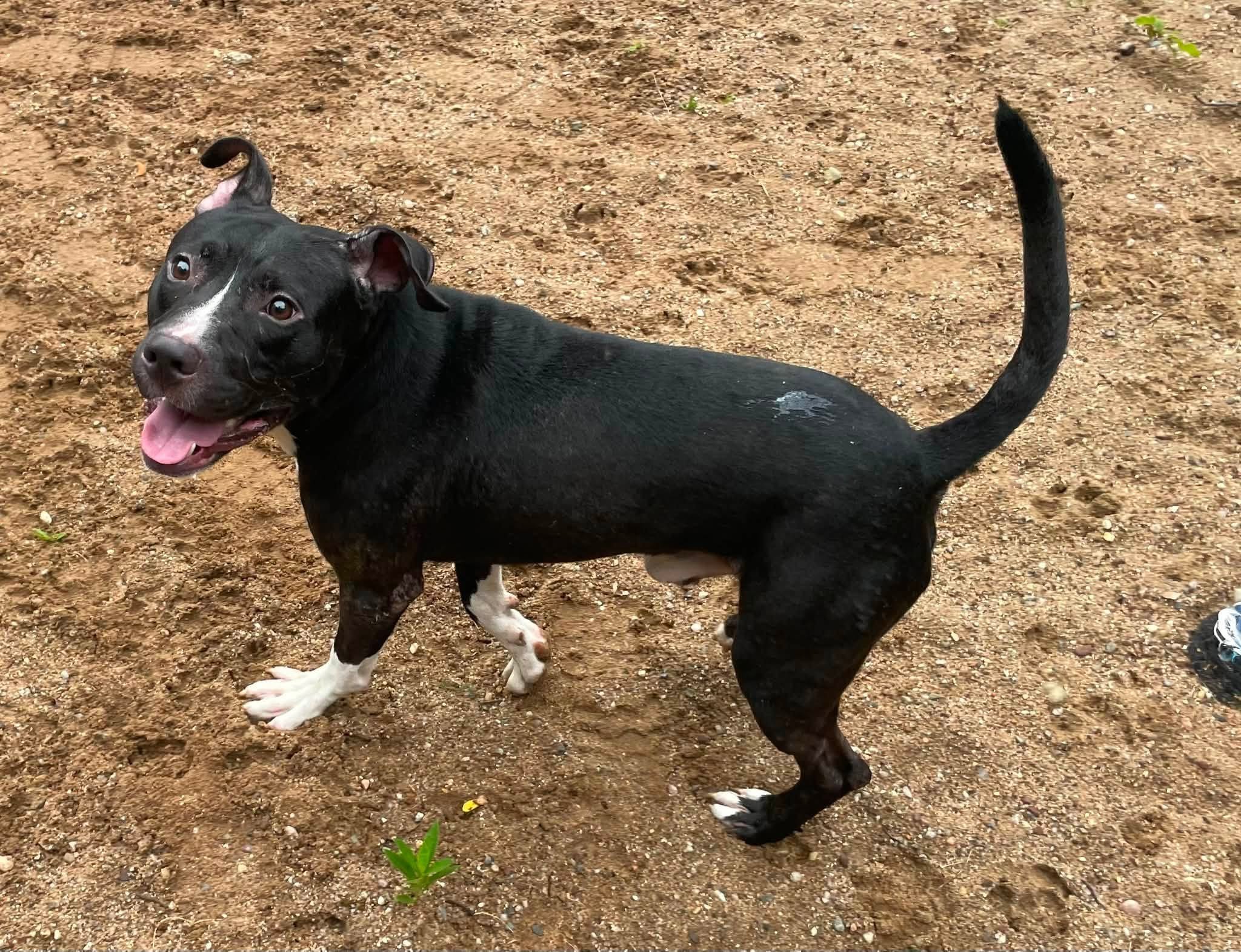 black and white pitbull with flapping tongue on dirt