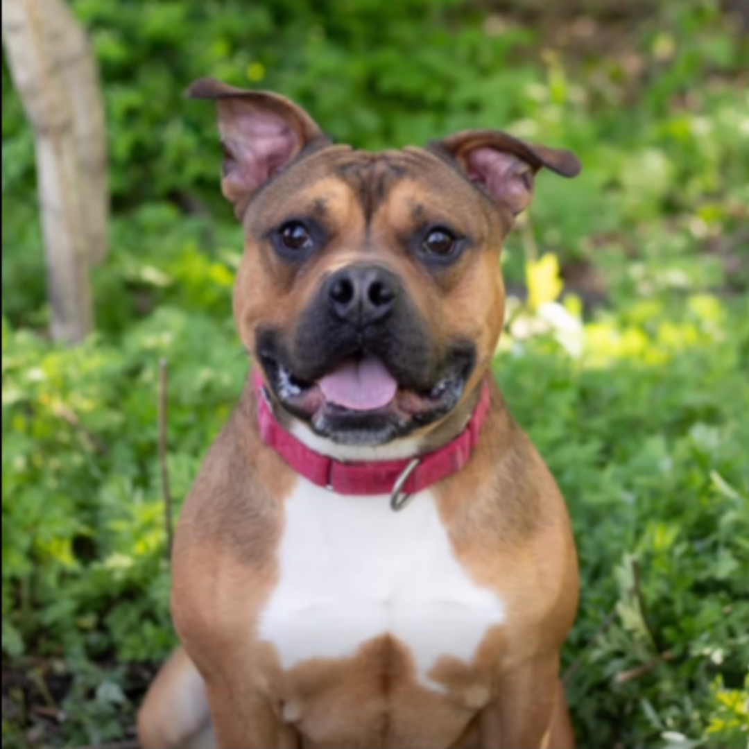 brown and white stocky dog in red collar