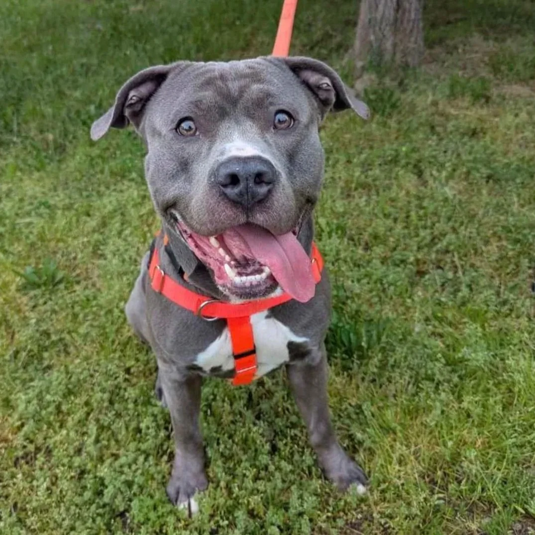 a large dark gray and white dog on an orange  harness sits on the grass