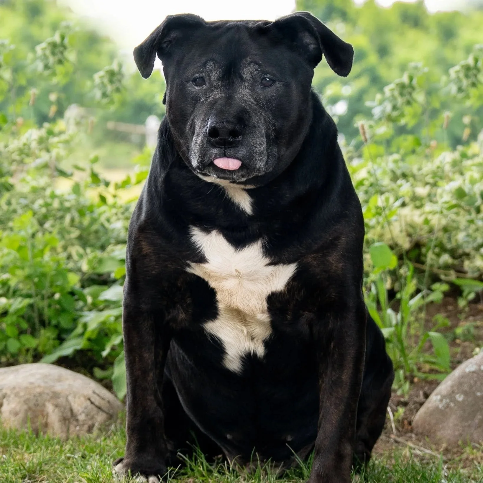 an old black and gray dog
