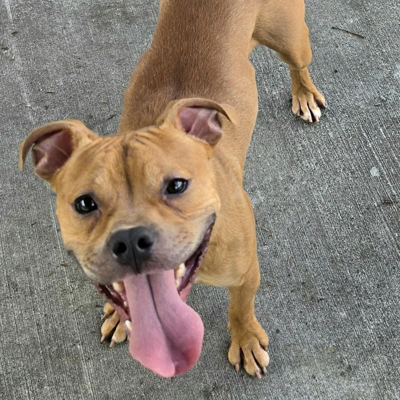 a light brown pitbull with tongue out