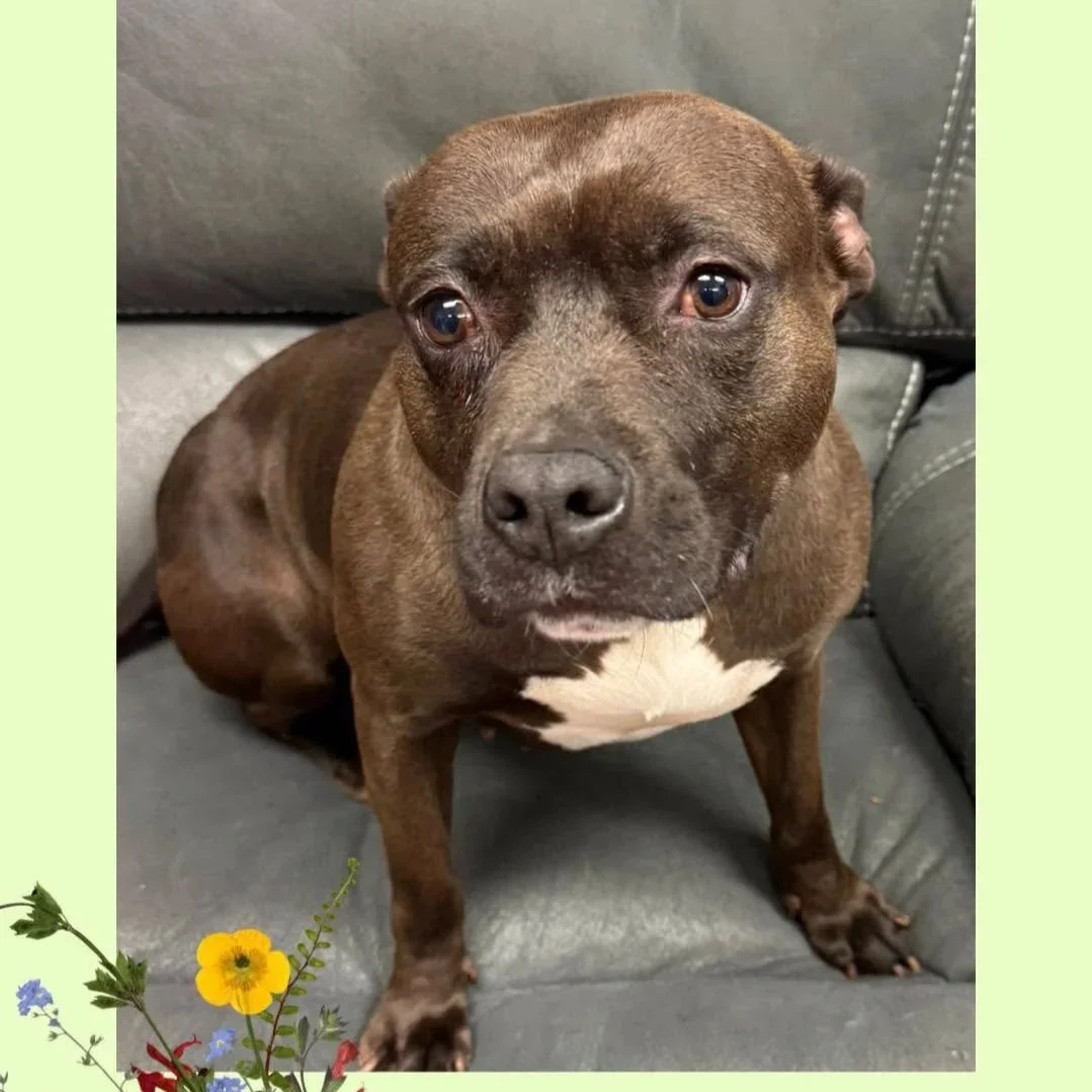 River in West Haven: a 4 year old waiting for 3 years in a shelter was adopted and her owner passed away 2 months later.