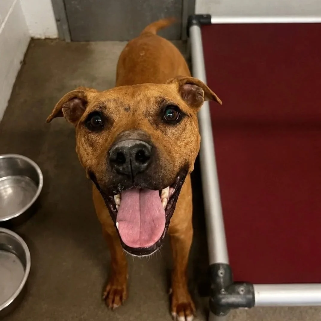 a smiling brown bully dog in a kennel