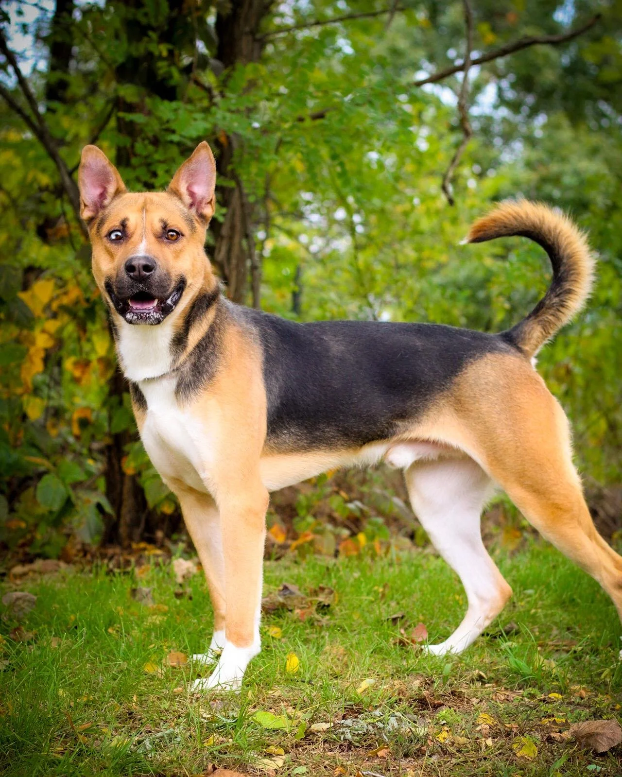 Rockabilly 3 to 8 years old