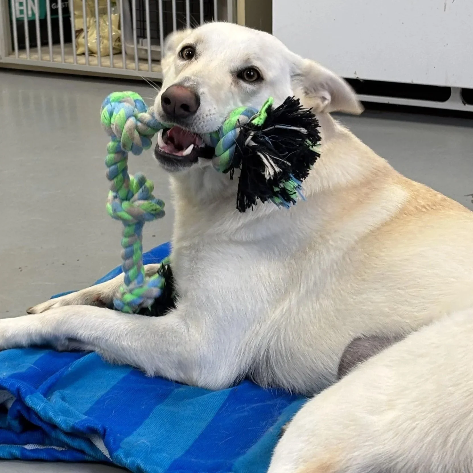 a light colored dog lays on a striped blue blanket with a green and white rope toy in their mouth