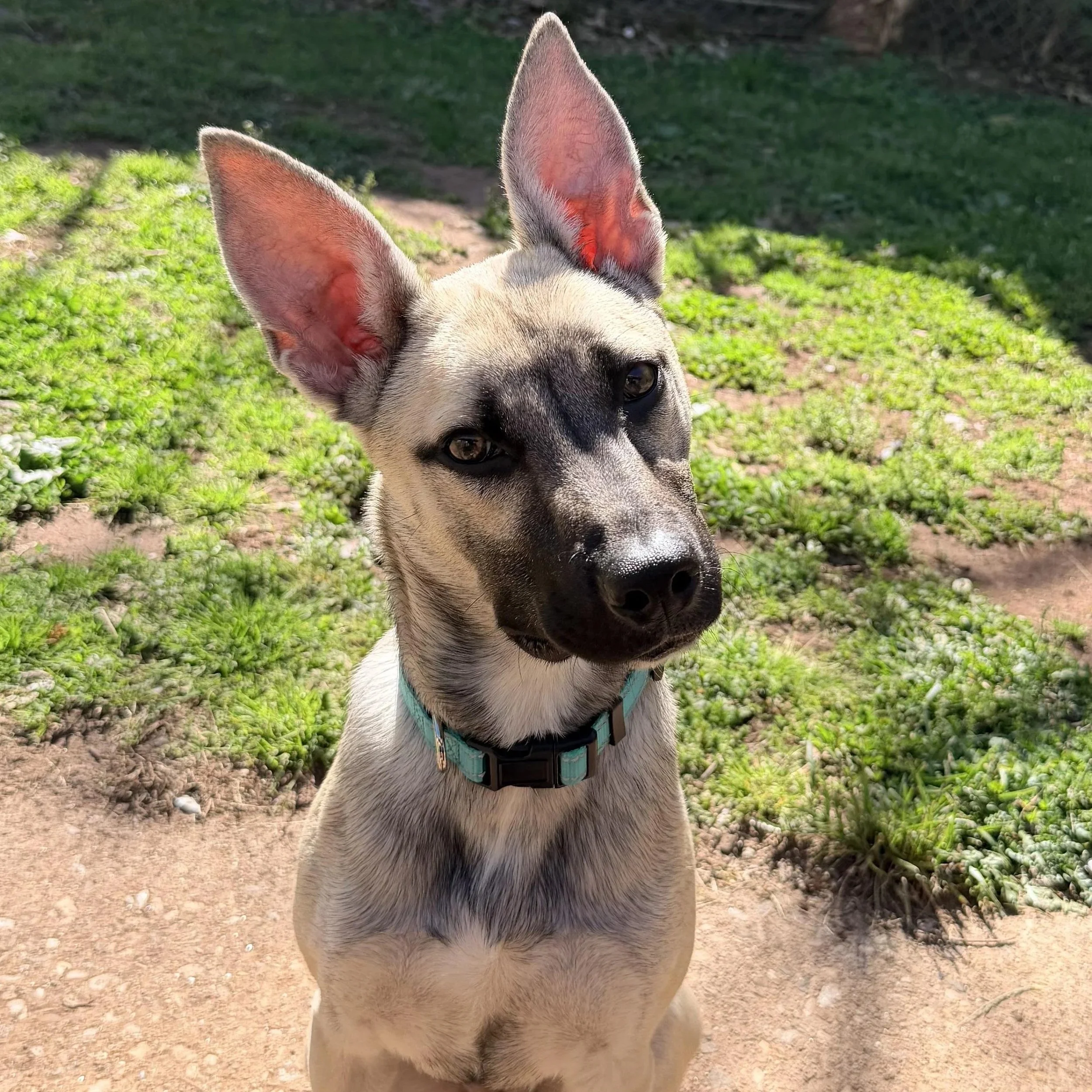 a light colored shepherd dog with big pointy ears tilting their head at the camera