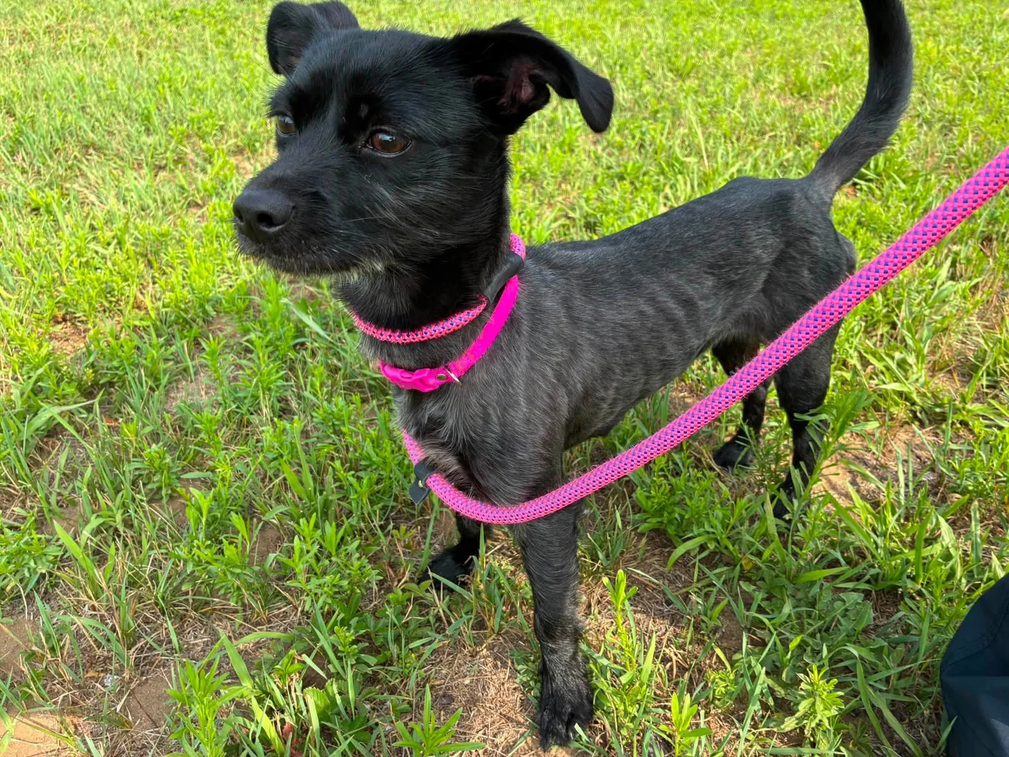 a small black chihuahua mic