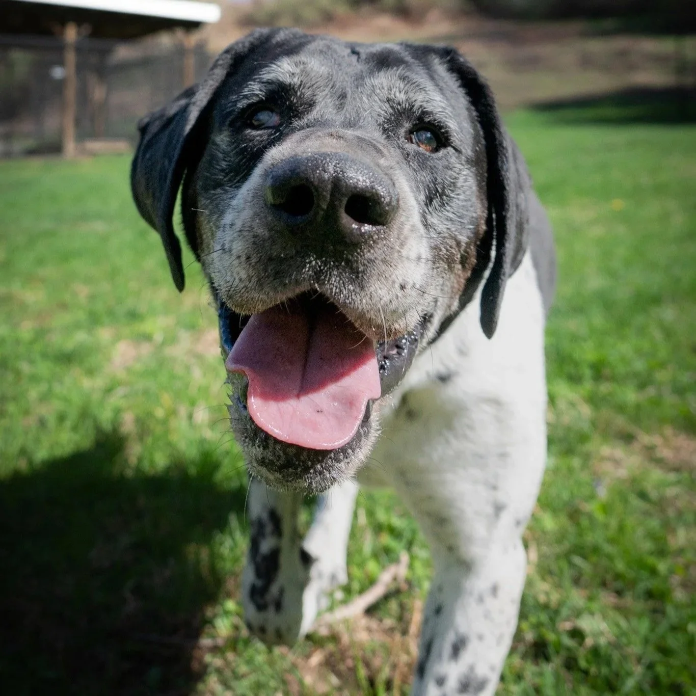 black and white greying senior blind dog faces the camera