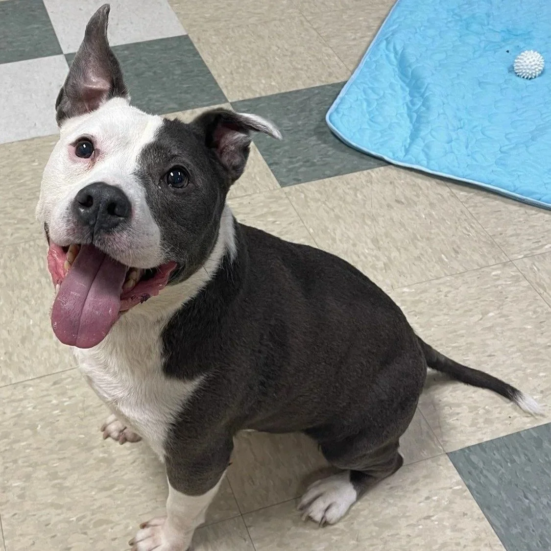a smiling gray and white bully mix