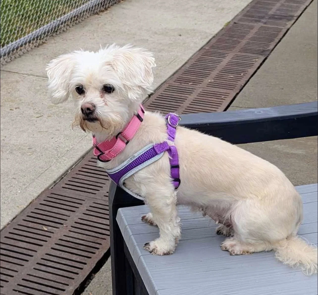 a white maltese in a purple harness